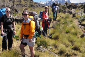 Гора Кения: пеший тур на целый день из Найроби