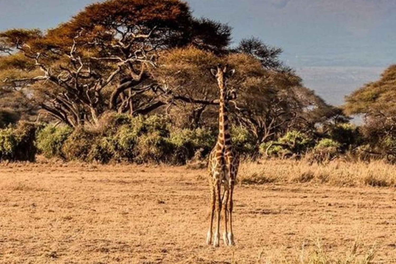 Mt. Kenya to Maasai Mara: An 8-Day Safari Adventure