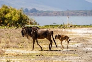 マウント・ケニアからマサイ・マラ：8日間のサファリ・アドベンチャー