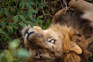 マウント・ケニアからマサイ・マラ：8日間のサファリ・アドベンチャー