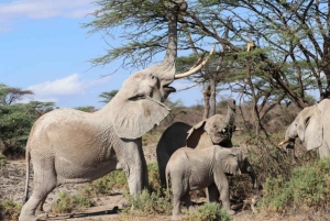 Mt. Kenya to Maasai Mara: An 8-Day Safari Adventure