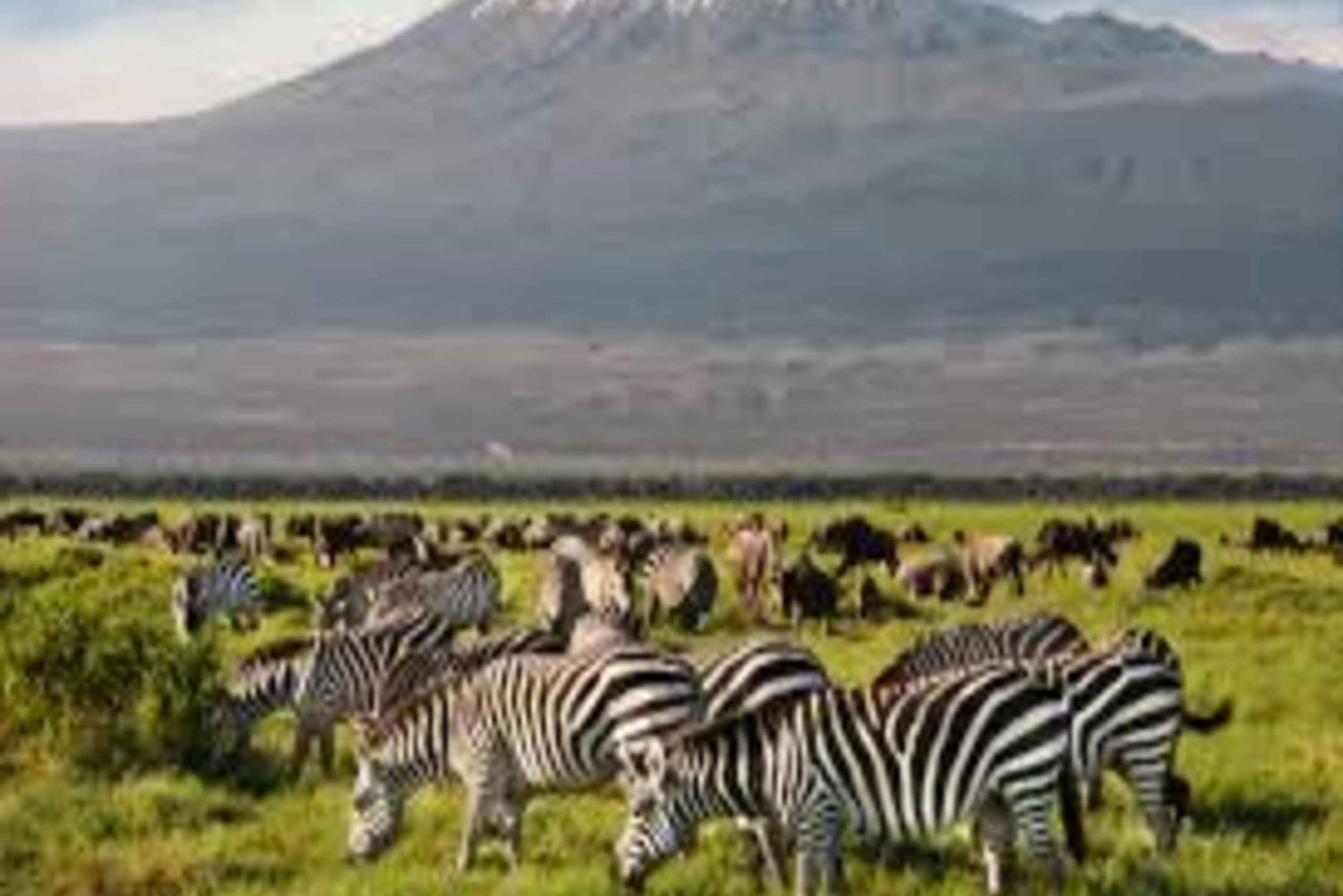 ナイロビ：アンボセリ2日間グループ参加サファリ