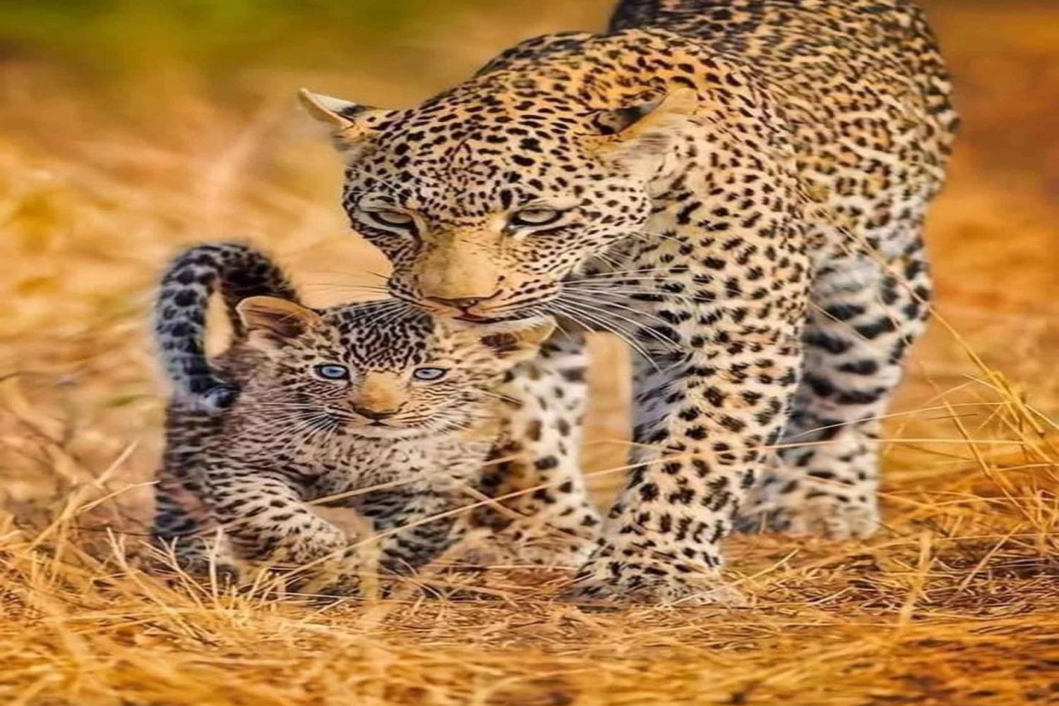 ナイロビ：アンボセリ2日間グループ参加サファリ