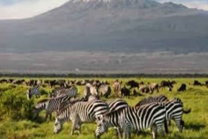 ナイロビ：アンボセリ2日間グループ参加サファリ