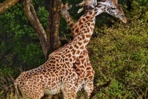 ナイロビ：アンボセリ2日間グループ参加サファリ