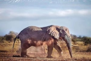 ナイロビ：アンボセリ2日間グループ参加サファリ