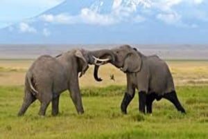 ナイロビ：アンボセリ2日間グループ参加サファリ