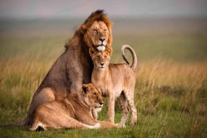 ナイロビ：アンボセリ2日間グループ参加サファリ