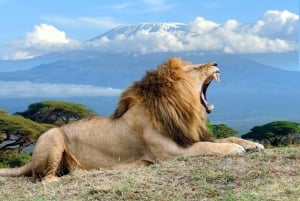 Nairobi: 2-dagers safari i Amboseli nasjonalpark med måltider