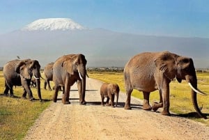 Nairobi: 2-tägige Safari im Amboseli-Nationalpark mit Mahlzeiten