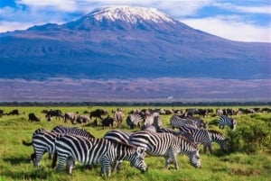 Nairobi: 2-tägige Safari im Amboseli-Nationalpark mit Mahlzeiten