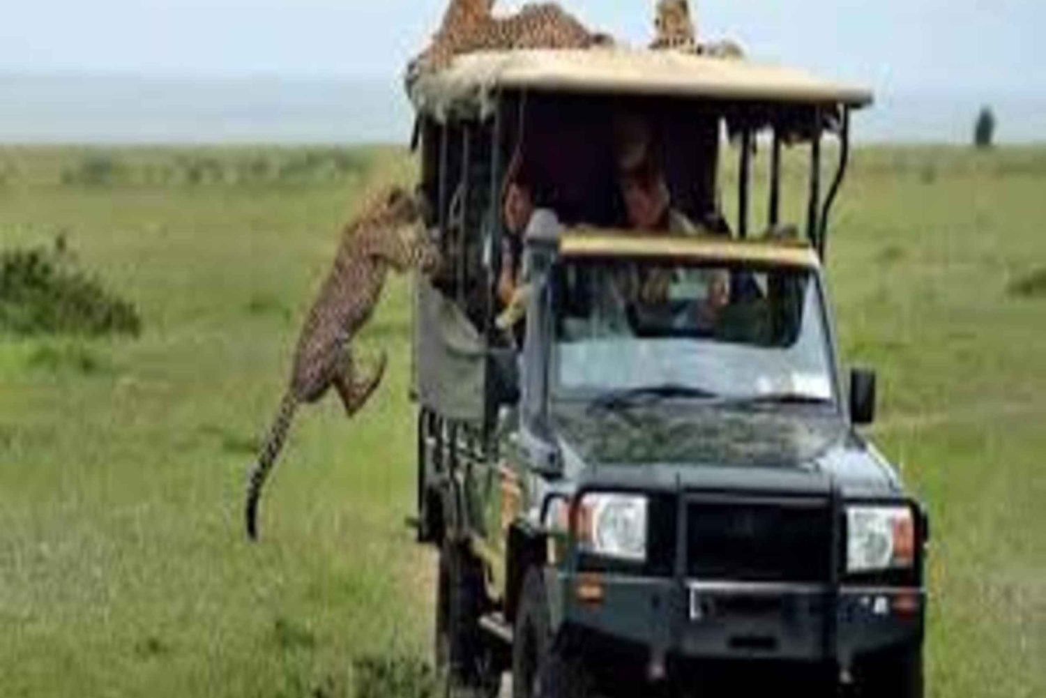 Nairobi: 2 päivän Amboselin kansallispuistosafari