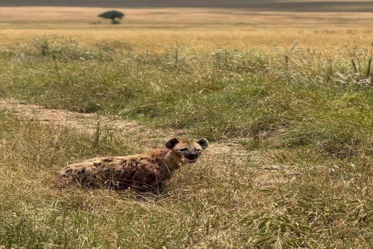 Nairobi: 2 päivän Amboselin kansallispuistosafari