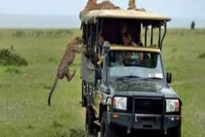 Nairobi: Safari de 2 dias no Parque Nacional Amboseli