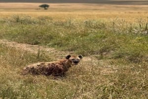 Nairobi: Safari de 2 dias no Parque Nacional Amboseli