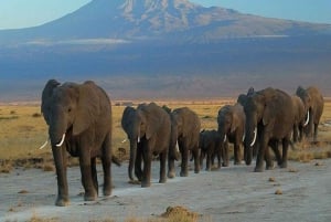 Nairobi: Safari de 2 dias no Parque Nacional Amboseli