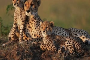 Nairobi: Safari de 2 dias no Parque Nacional Amboseli