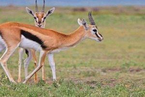 Nairobi: 2 päivän Amboselin kansallispuistosafari