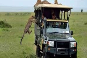 Nairobi: 2 päivän Amboselin kansallispuistosafari