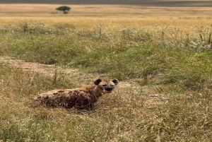 Nairobi: 2 päivän Amboselin kansallispuistosafari