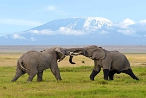 Nairobi: 2 päivän Amboselin kansallispuistosafari