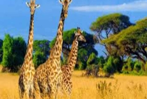 Nairobi: 2 päivän Amboselin kansallispuistosafari