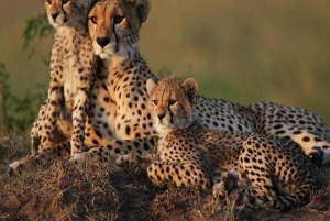 Nairobi: 2 päivän Amboselin kansallispuistosafari