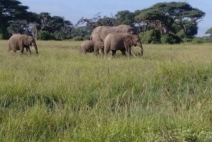 Найроби: двухдневное сафари в национальном парке Амбосели
