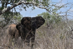 Найроби: двухдневное сафари в национальном парке Амбосели