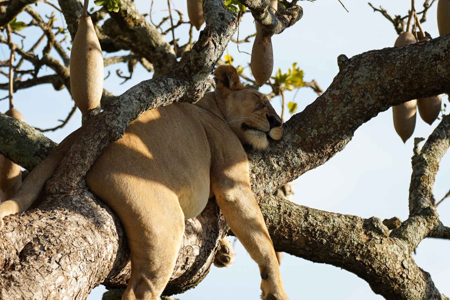 Nairobi: 2-Day Fly-In Safari to Arusha & Ngorongoro Crater