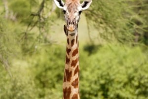 Nairobi: 2-Day Fly-In Safari to Arusha & Ngorongoro Crater