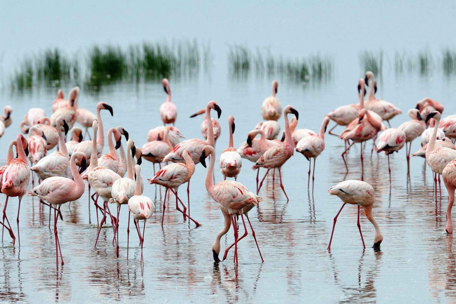Nairobi: Safari de 2 días por el lago Bogoria y el lago Nakuru