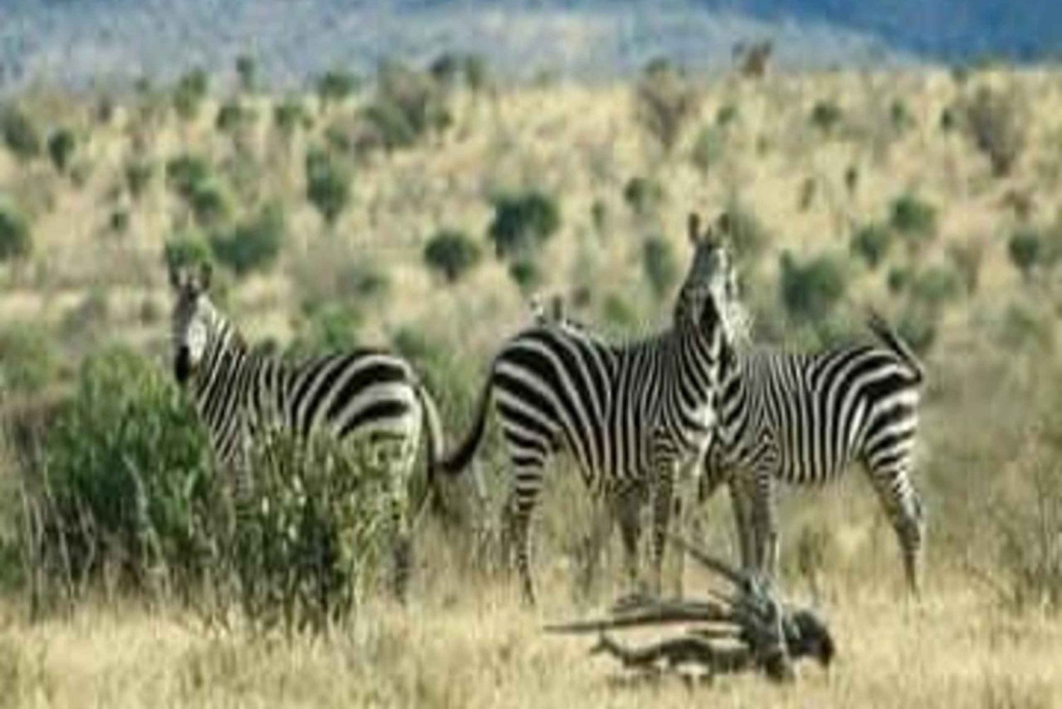 Nairobi: 2 päivän yksityinen safarimatka Maasai Marassa Landcruiserilla