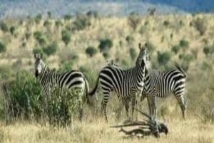 Найроби: 2-дневное частное сафари в Масаи-Мара на Landcruiser