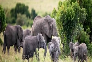 Найроби: 2-дневное частное сафари в Масаи-Мара на Landcruiser