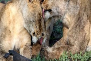 Найроби: 2-дневное частное сафари в Масаи-Мара на Landcruiser