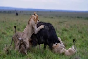 Найроби: 2-дневное частное сафари в Масаи-Мара на Landcruiser