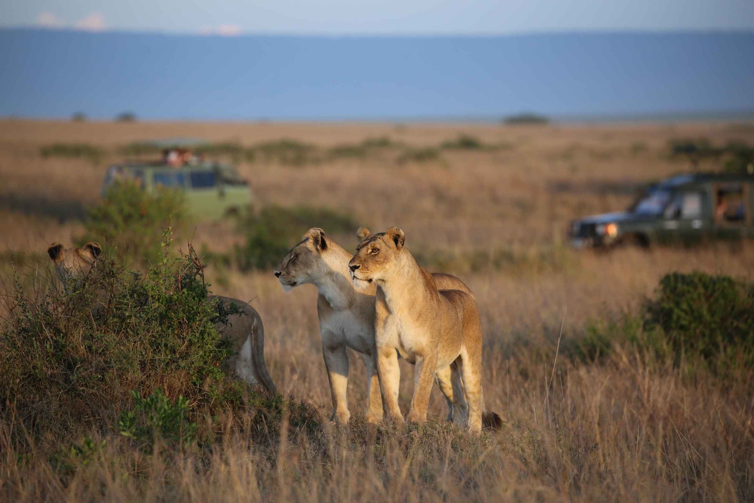 Nairobi: 2 dagar 1 natt Maasai Mara privat safari