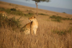 Nairobi: 2 dagar 1 natt Maasai Mara privat safari