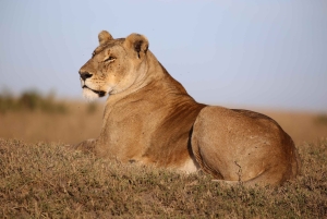 Nairobi: 2 dagar 1 natt Maasai Mara privat safari