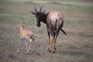 Nairobi: 2 dagar 1 natt Maasai Mara privat safari