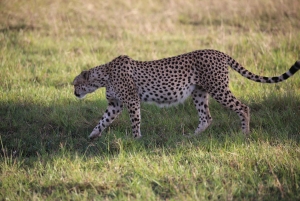 Nairobi: 2 dagar 1 natt Maasai Mara privat safari