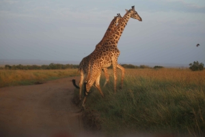 Nairobi: 2 dagar 1 natt Maasai Mara privat safari