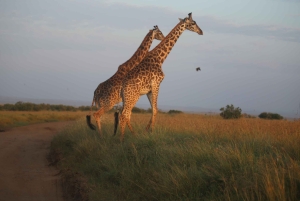 Nairobi: 2 dagar 1 natt Maasai Mara privat safari