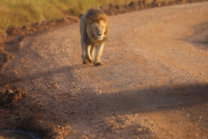 Nairobi: 2 dagar 1 natt Maasai Mara privat safari