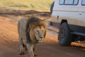 Nairobi: 2 dagar 1 natt Maasai Mara privat safari