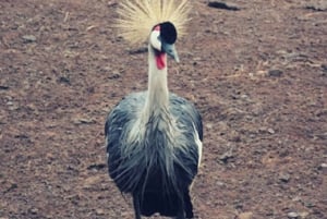 Nairobi : safari de 3 jours dans le parc national d'Aberdare