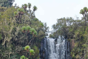 Nairobi : safari de 3 jours dans le parc national d'Aberdare