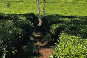 Nairobi: Safári de 3 dias no Parque Nacional Aberdare