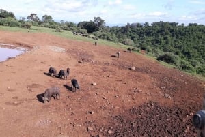 Nairobi: Safári de 3 dias no Parque Nacional Aberdare